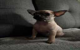 Chihuahua dogs for sale: Chihuahua Puppies For Sale Eastbourne  - Image 4