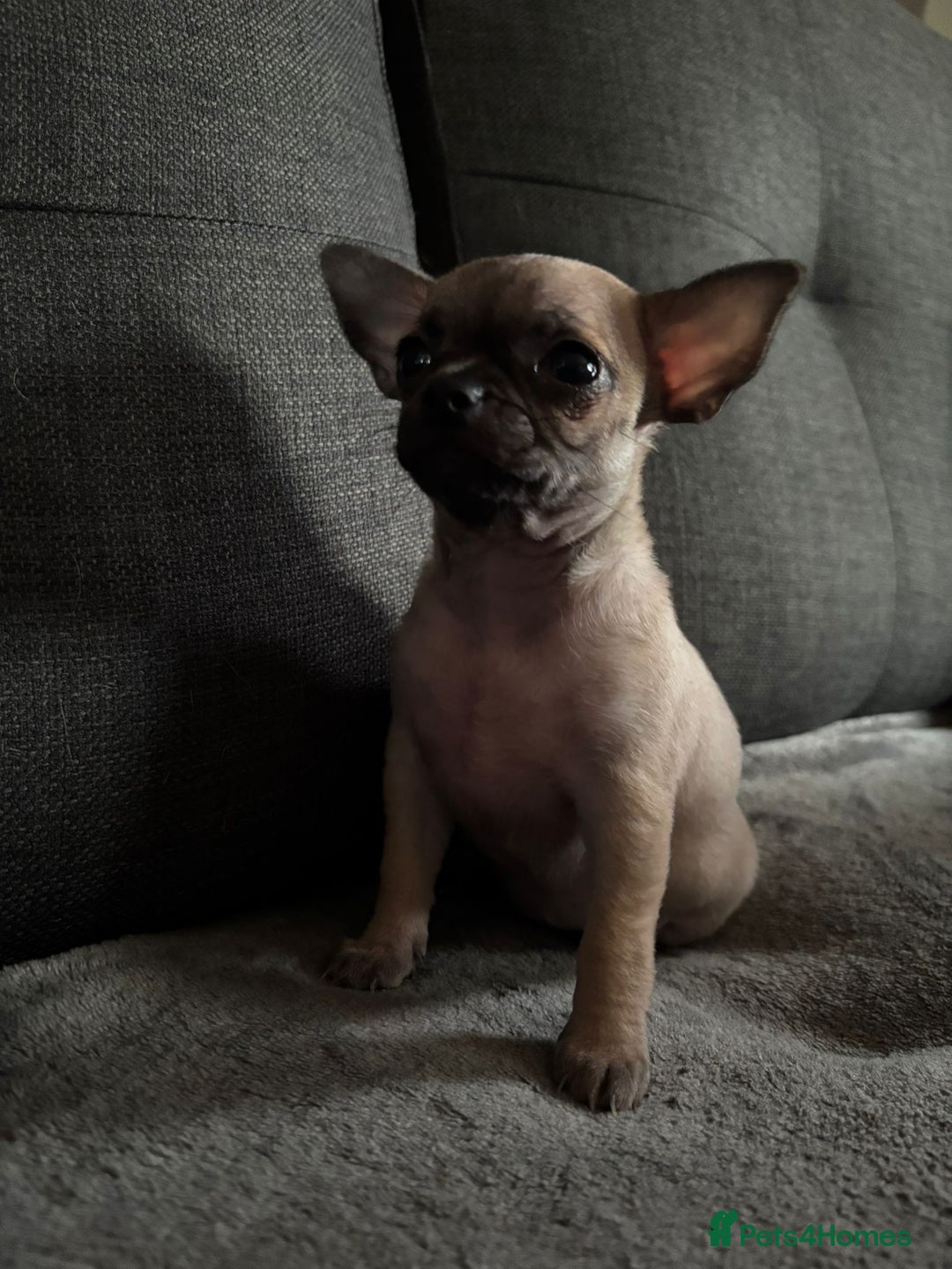 Chihuahua dogs for sale: Chihuahua Puppies For Sale Eastbourne  - Image 4