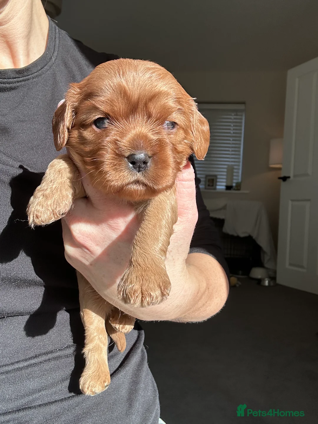 Cavalier King Charles Spaniel dogs for sale: ✨Cavalier King Charles Spaniel Puppies ✨ - Advert 20