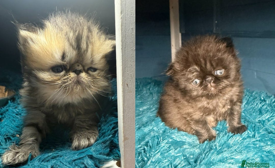Persian cats for sale: Gorgeous Persians gccf registered pkd neg   - Image 16