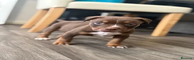 Choc Tri
