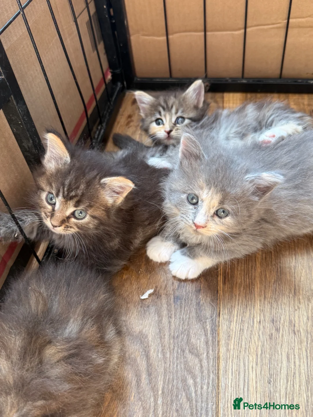 Ragcoon cats for sale: Fluffy Ragcoon kittens - Advert 1