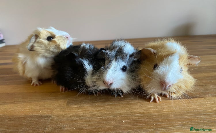 Guinea Pig rodents - Advert 3