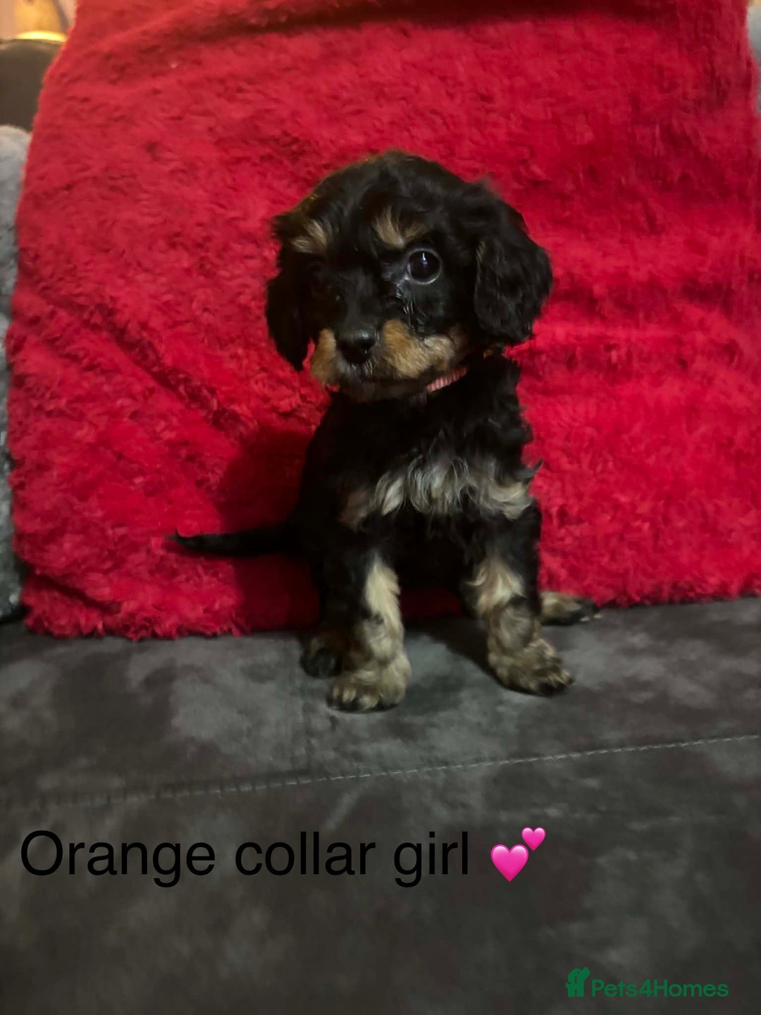 Cavapoo dogs for sale: Cavapoos ready 23rd December 🥰🥰 - Advert 3