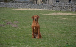 Labrador Retriever dogs for stud: KC REG FULLY HEALTH TESTED WORKING DARK RED STUD in Hawes - Image 11