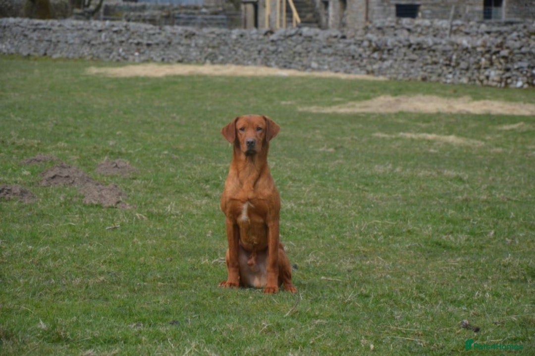 Labrador Retriever dogs for stud: KC REG FULLY HEALTH TESTED WORKING DARK RED STUD in Hawes - Image 11
