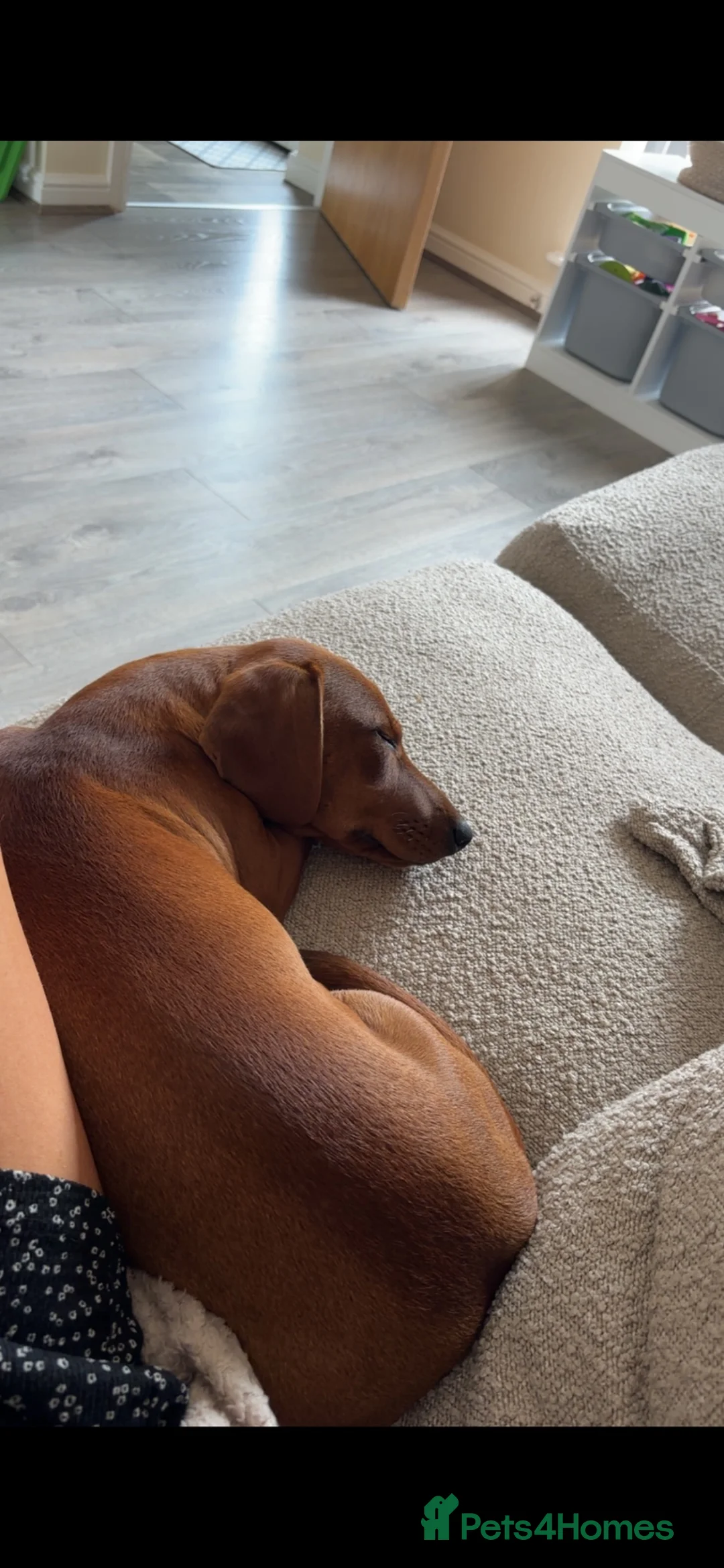 Mixed Breed dogs for sale: Staffy/ dachshund (honey) in Wakefield - Advert 5