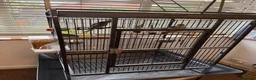 Cockatiels birds for sale: Kira and Pika locking for a loving new home  - Advert 3