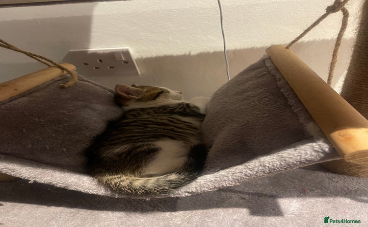 British Shorthair cats in Farnborough - Advert 10