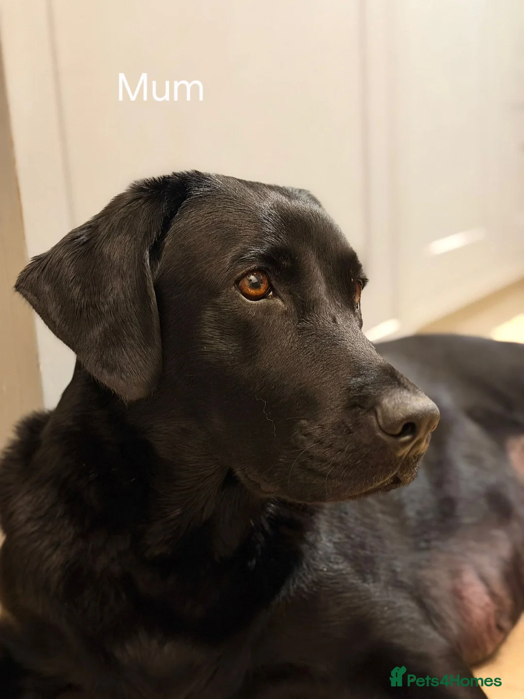 Labrador Retriever dogs for sale: 8 beautiful chunky black KC registered puppies - Advert 27