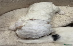 Cockapoo dogs for sale: ✨6 cockapoo puppies looking for forever home ✨ - Image 13