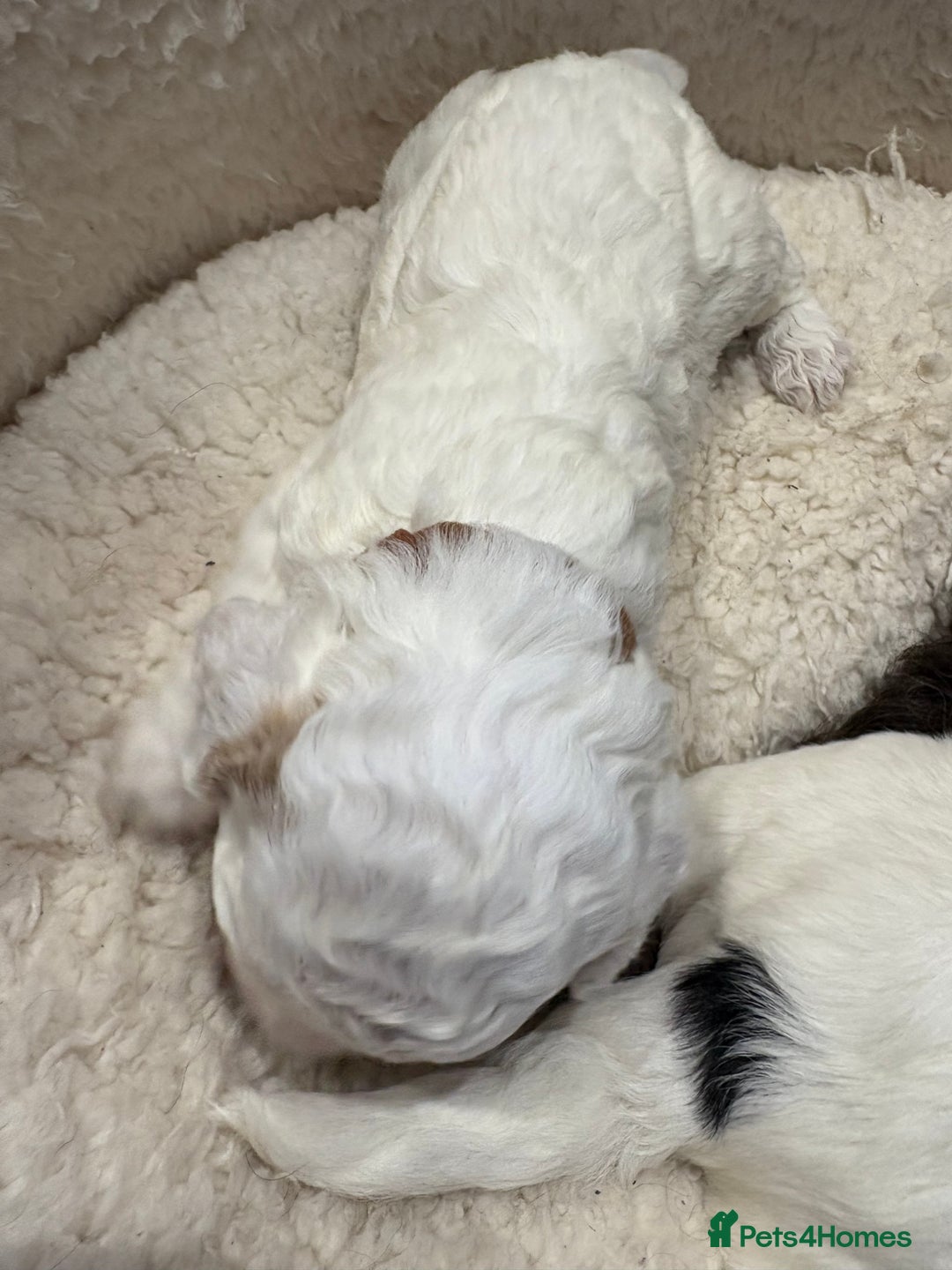 Cockapoo dogs for sale: ✨6 cockapoo puppies looking for forever home ✨ - Image 13