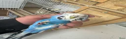 Budgerigars birds for sale: Budgies for sale  in Spalding - Advert 21
