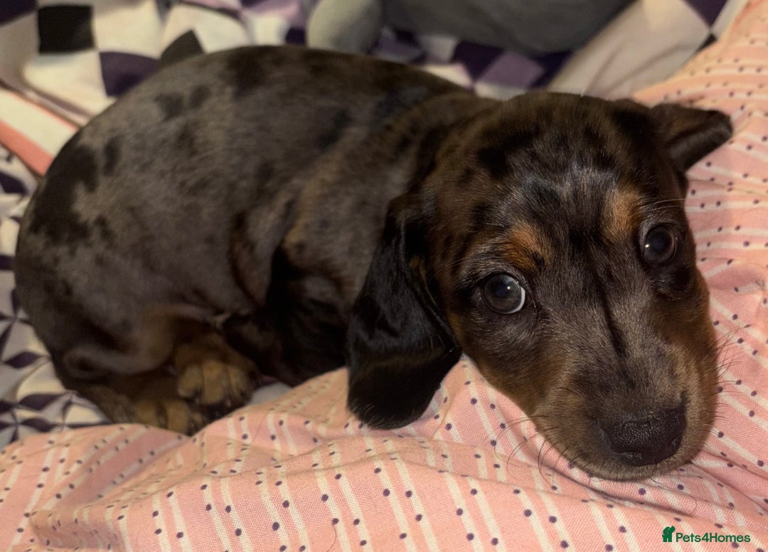 Mixed Breed dogs for sale: Miniature dachshunds puppies - Advert 4