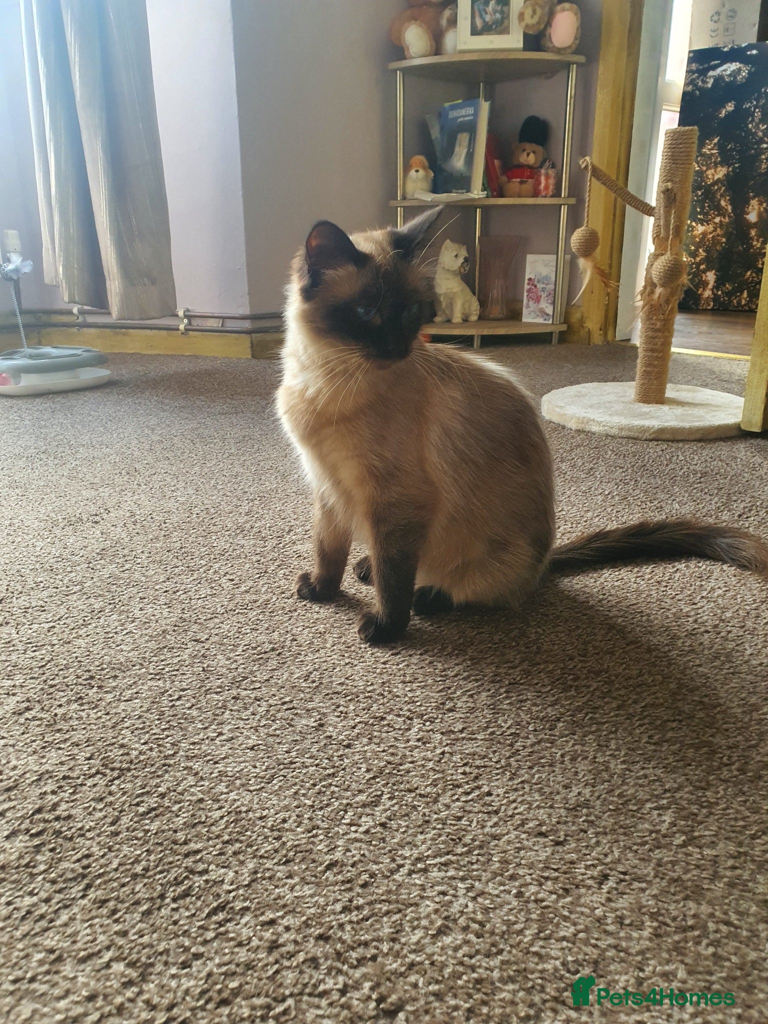 Ragdoll cats Beautiful Ragdoll Kittens – Only 2 Boys Left - Advert 1