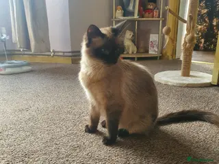 Ragdoll cats Beautiful Ragdoll Kittens – Only 2 Boys Left - Advert 2