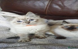 Ragdoll cats for sale: Beautiful GCCF Registered Ragdoll Kittens. - Image 32