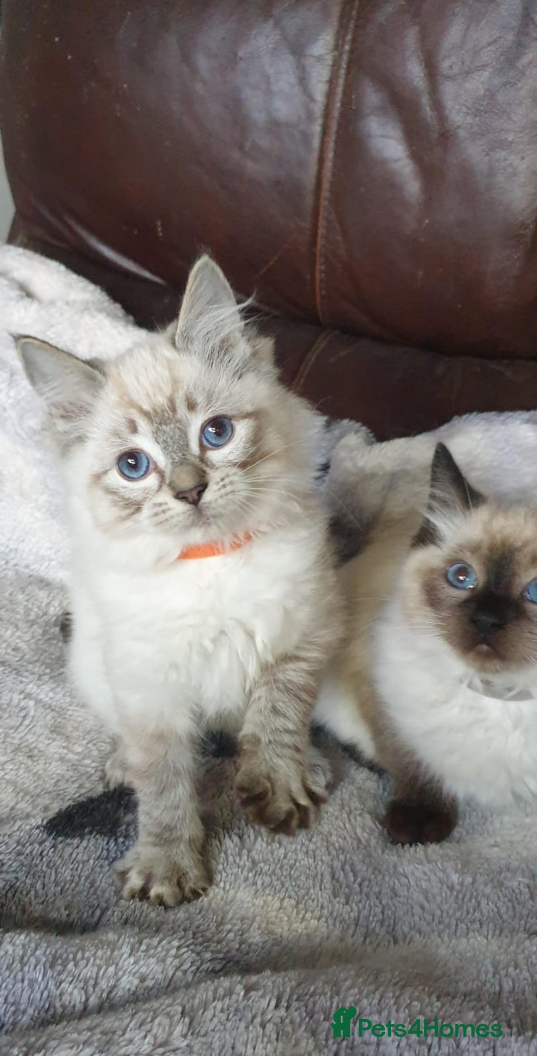 Ragdoll cats for sale: Beautiful GCCF Registered Ragdoll Kittens. - Image 32