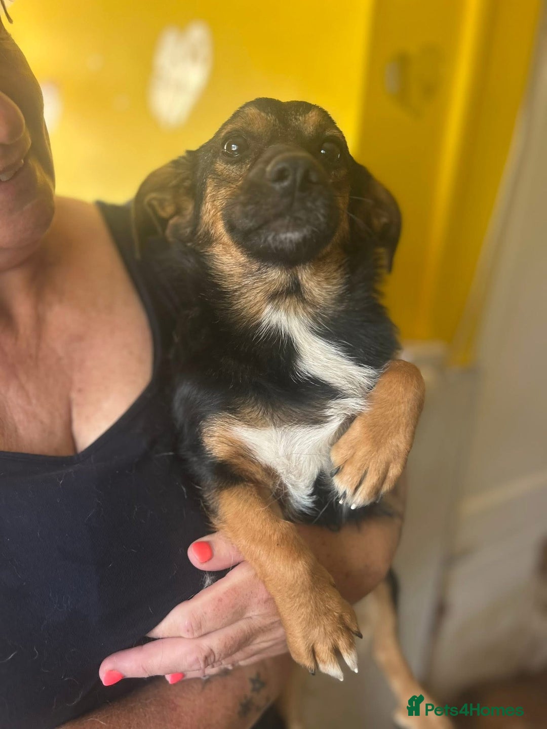 Mixed Breed dogs for adoption: Chilli - Norwich Norfolk  - Image 2