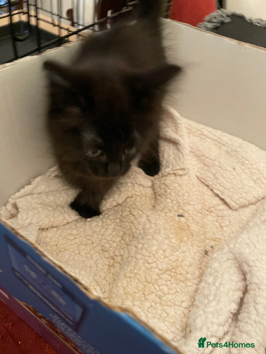 Maine Coon cats for sale: Maine coon kittens - Image 7