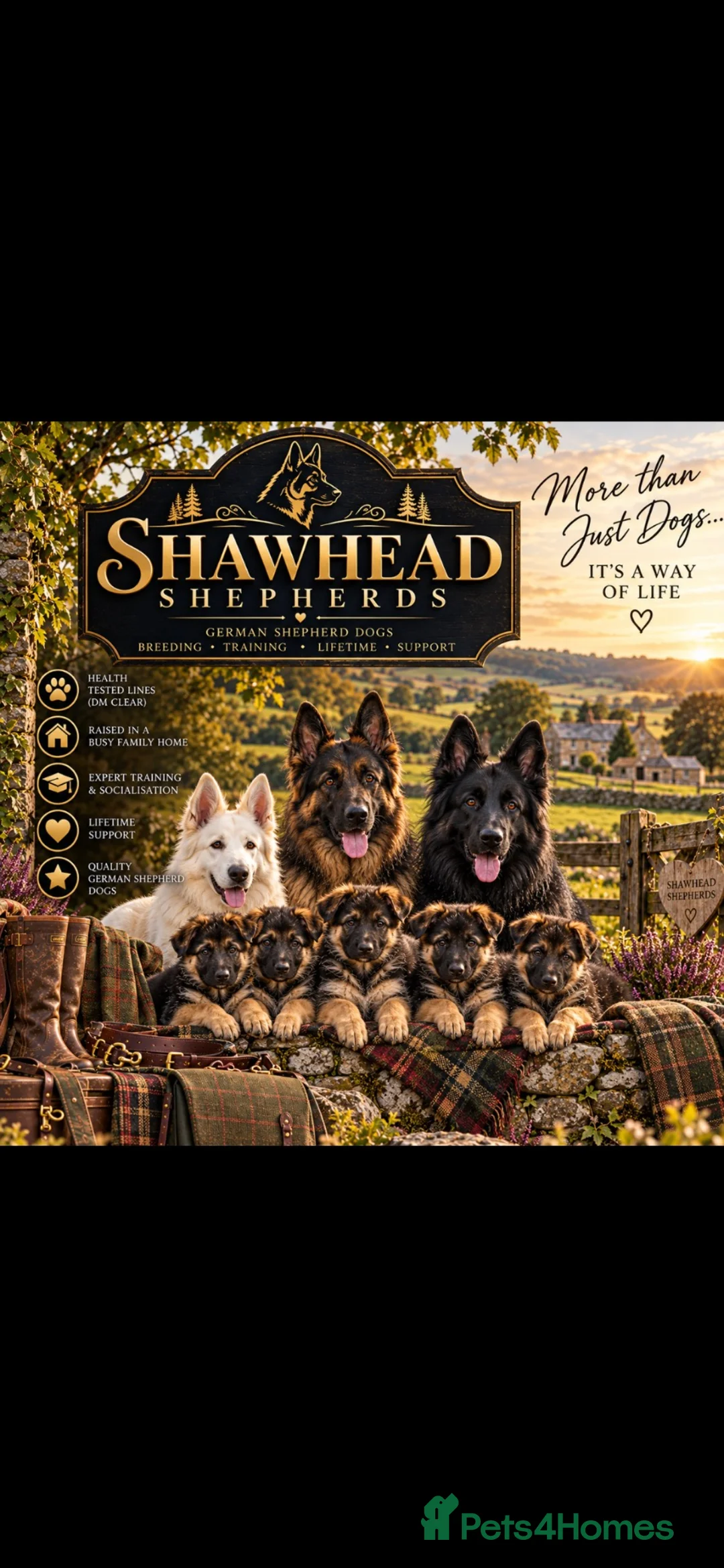 German Shepherd dogs for sale: Shawhead Shepherds  - Advert 1
