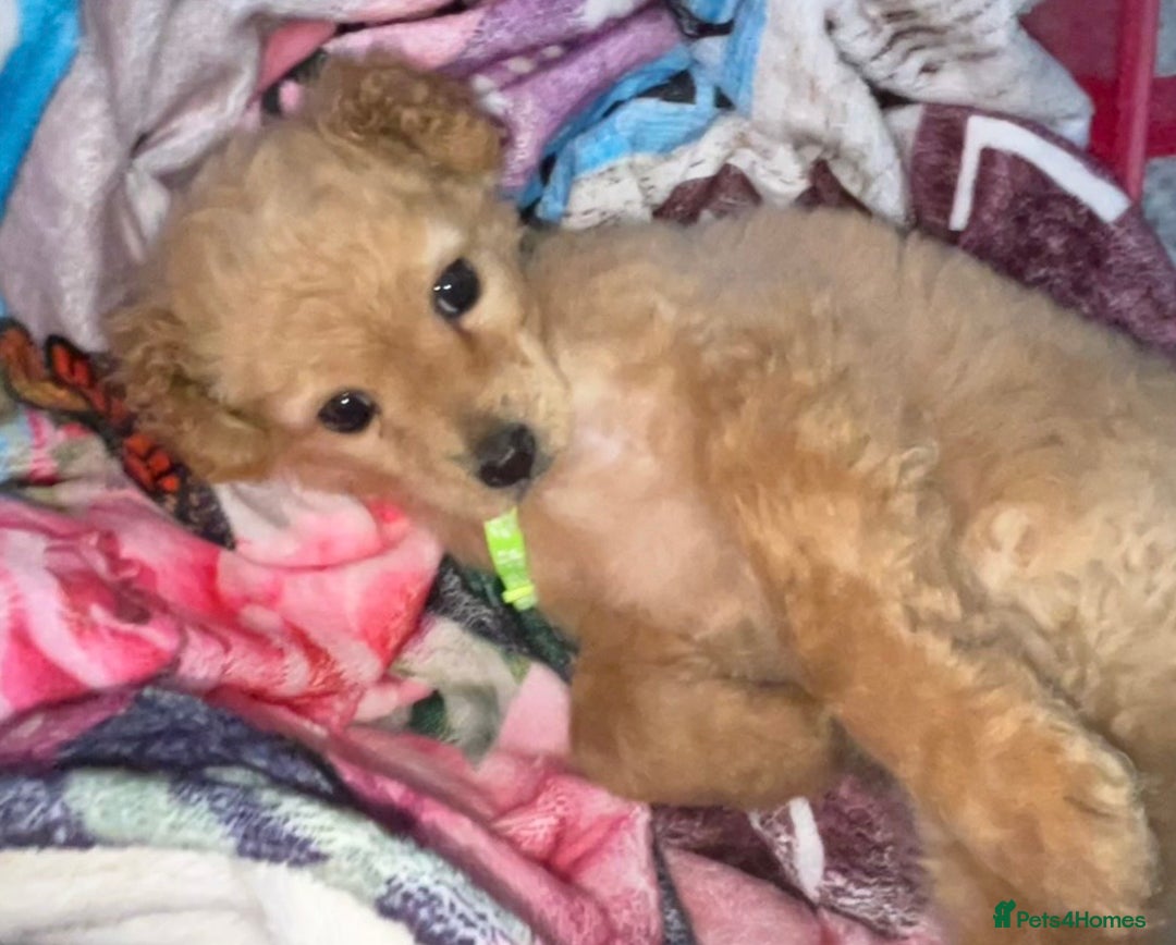 Mixed Breed dogs for sale: Cavapoo mix boy puppy  - Advert 8