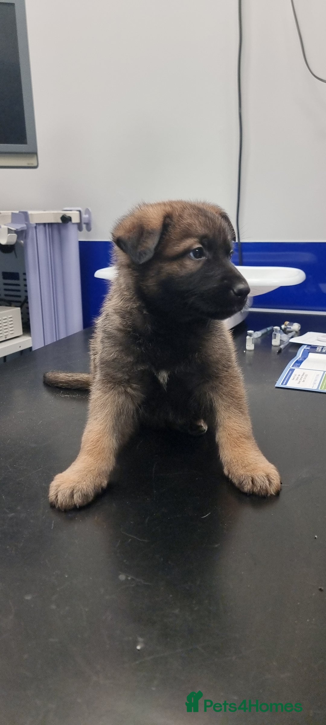 German Shepherd dogs for sale: German Shepherd Puppies - Advert 9