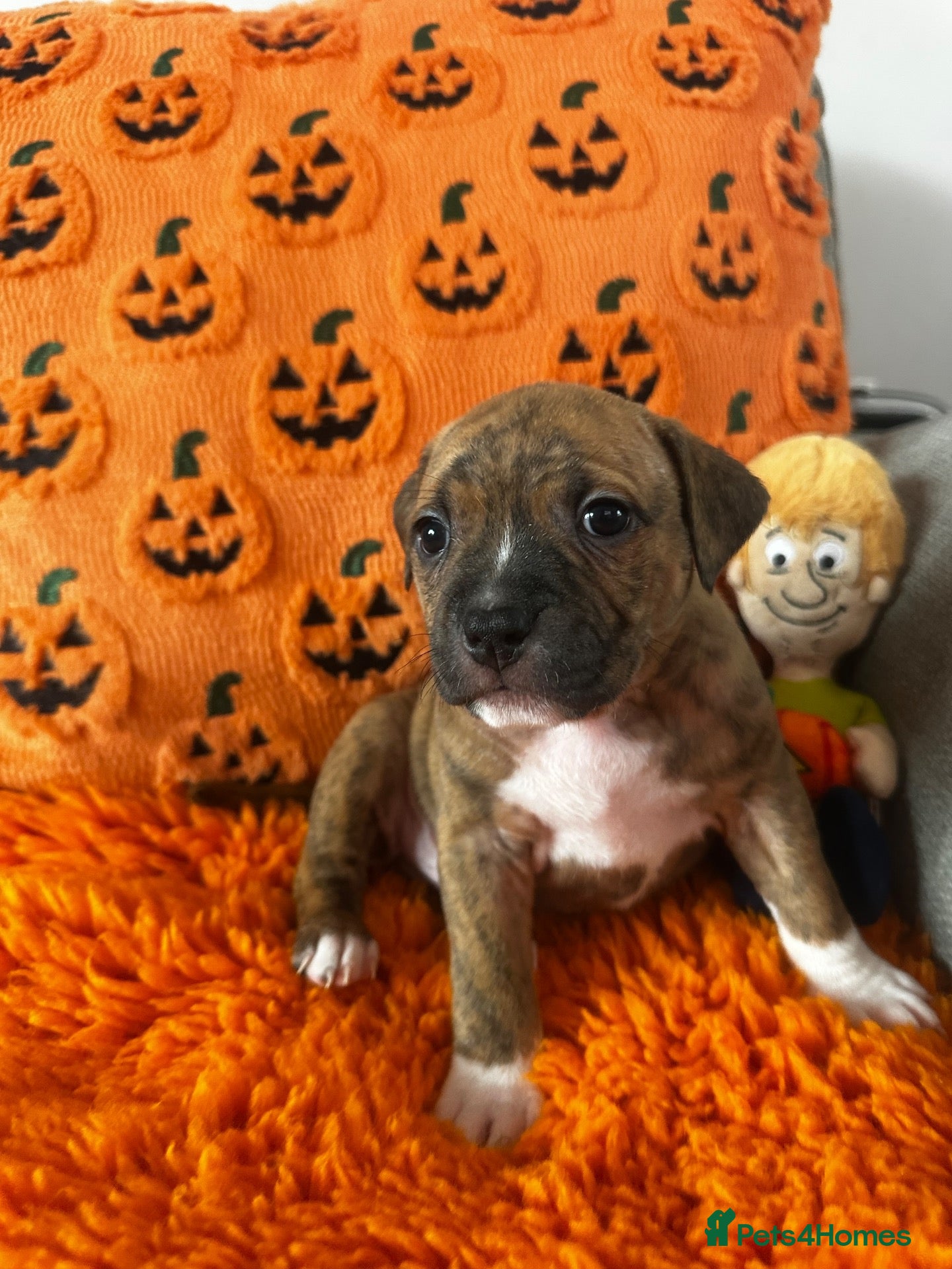 Mixed Breed dogs Pocket bully x Staffy pups  - Advert 17