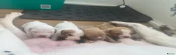 Bullmastiff dogs for sale: Beautiful mastiff litter in Coventry - Advert 14