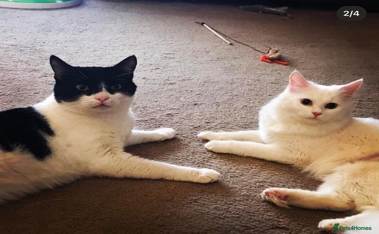 Mixed Breed cats - Advert 12