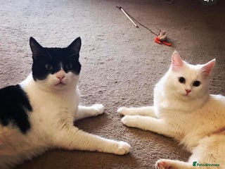 Mixed Breed cats - Advert 22