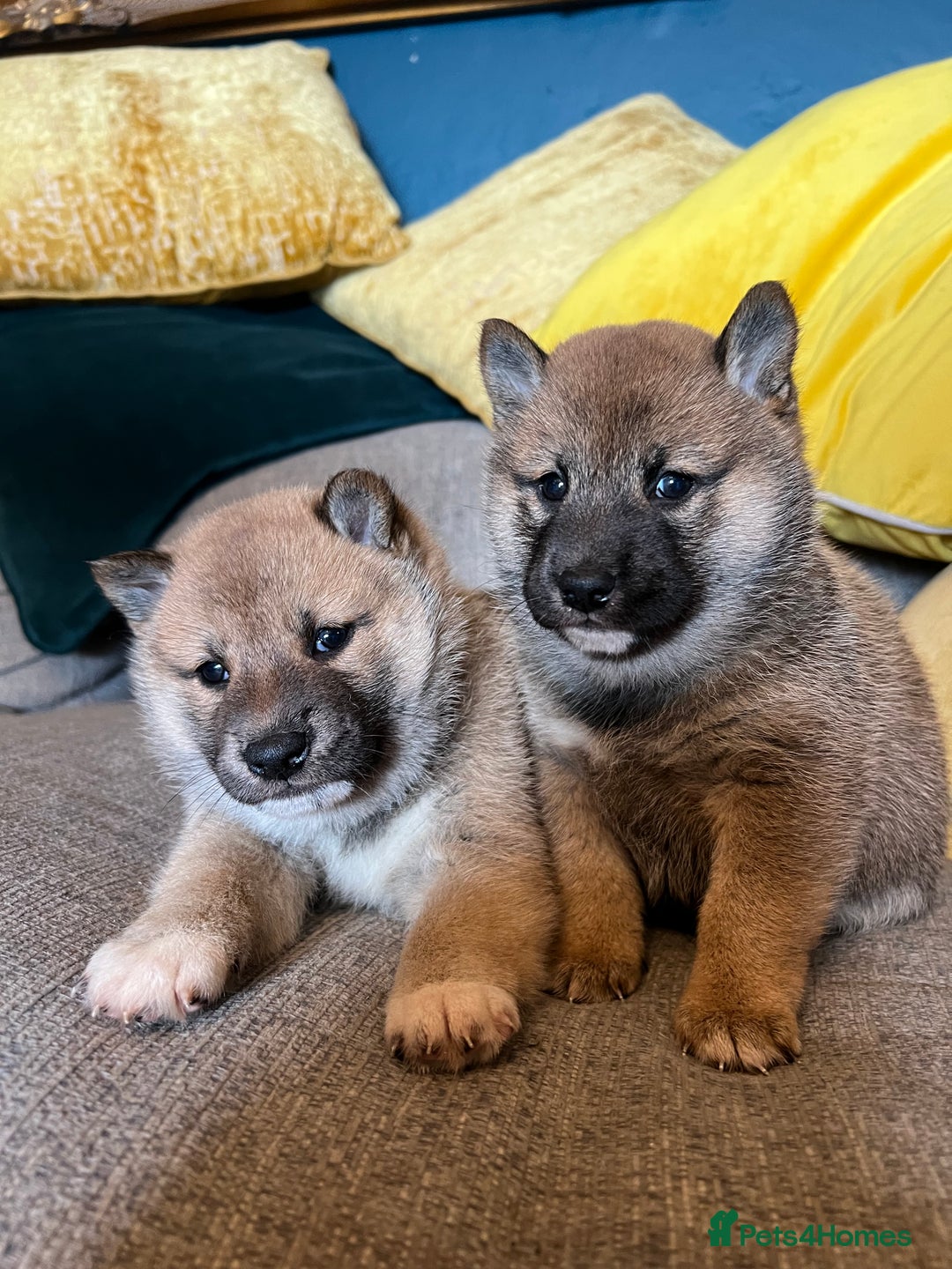 Japanese Shiba Inu dogs for sale: K.C reg Japanese Shiba Inu Puppies - Image 9