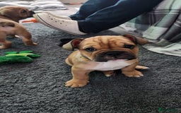 Mixed Breed dogs for sale: Minibulls/frenchlish puppies for sale  - Image 6