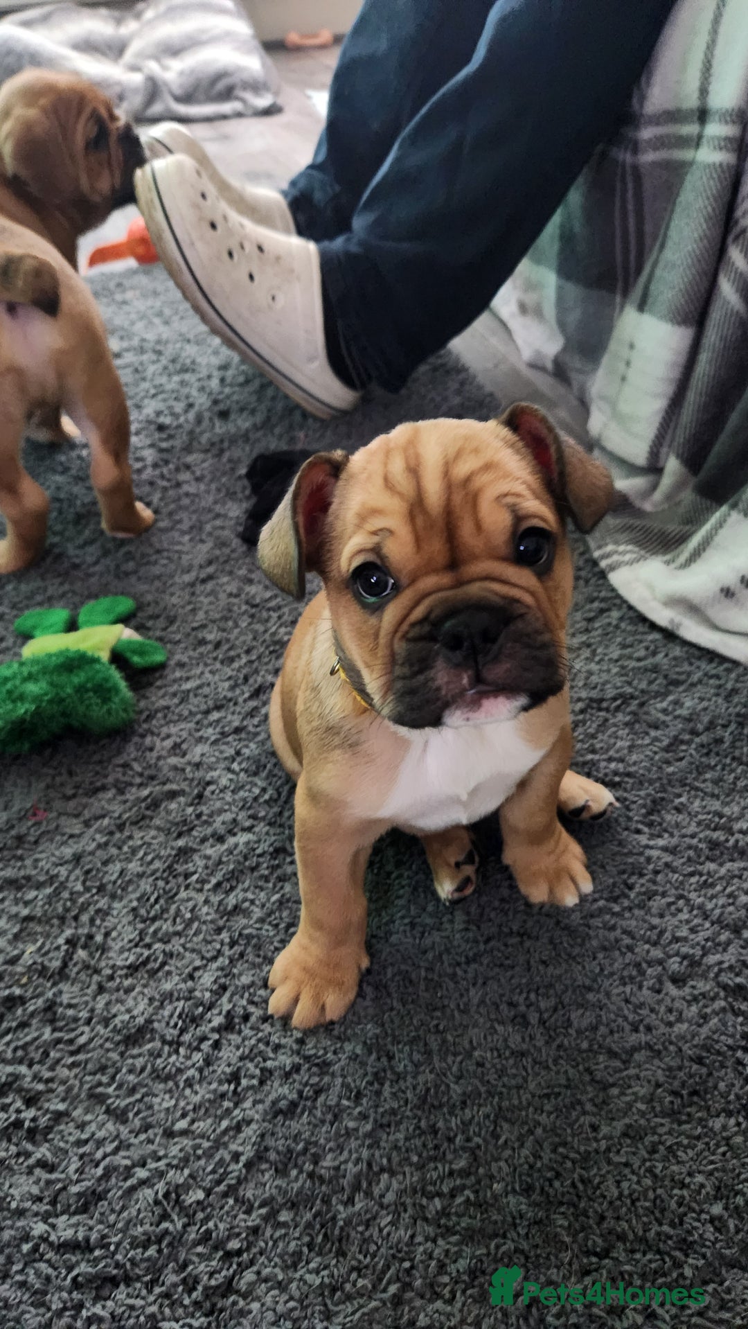 Mixed Breed dogs for sale: Minibulls/frenchlish puppies for sale  - Image 6