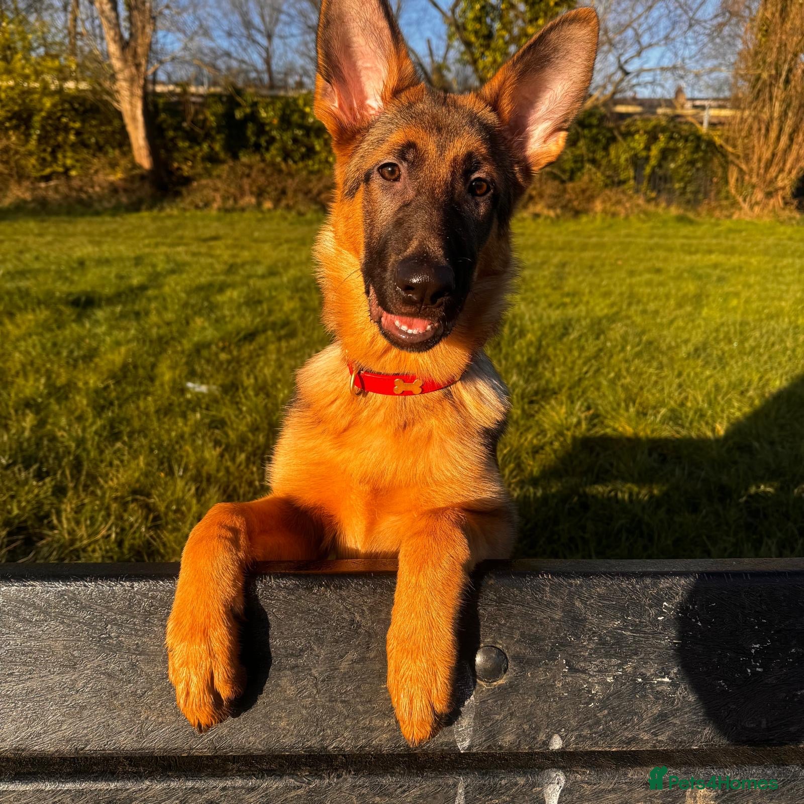 German Shepherd dogs     7 Month Old German Shepherd  - Advert 1