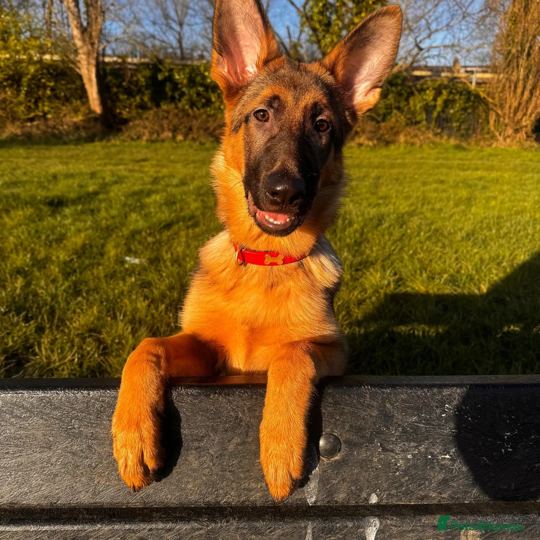 German Shepherd dogs for sale:     7 Month Old German Shepherd  - Advert 1