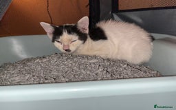 Mixed Breed cats for adoption: Goose the rescue kitten needs forever home - Image 10