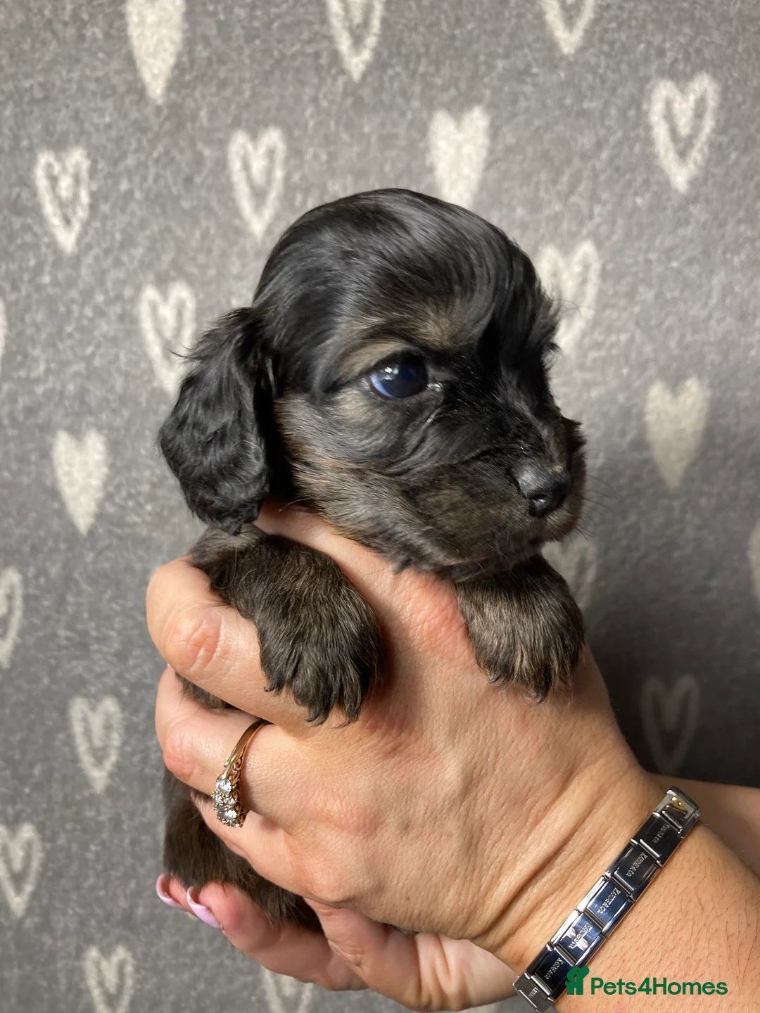 Cocker Spaniel dogs for sale: Show type cocker spaniels  - Advert 13