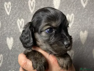 Cocker Spaniel dogs Show type cocker spaniels - Advert 11