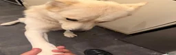 Mixed Breed dogs for sale: Female husky cross breed  in Nottingham - Advert 2