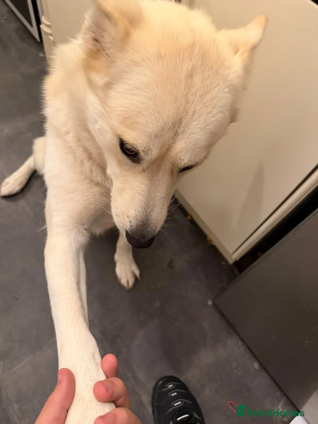 Mixed Breed dogs for sale: Female husky cross breed  in Nottingham - Advert 2