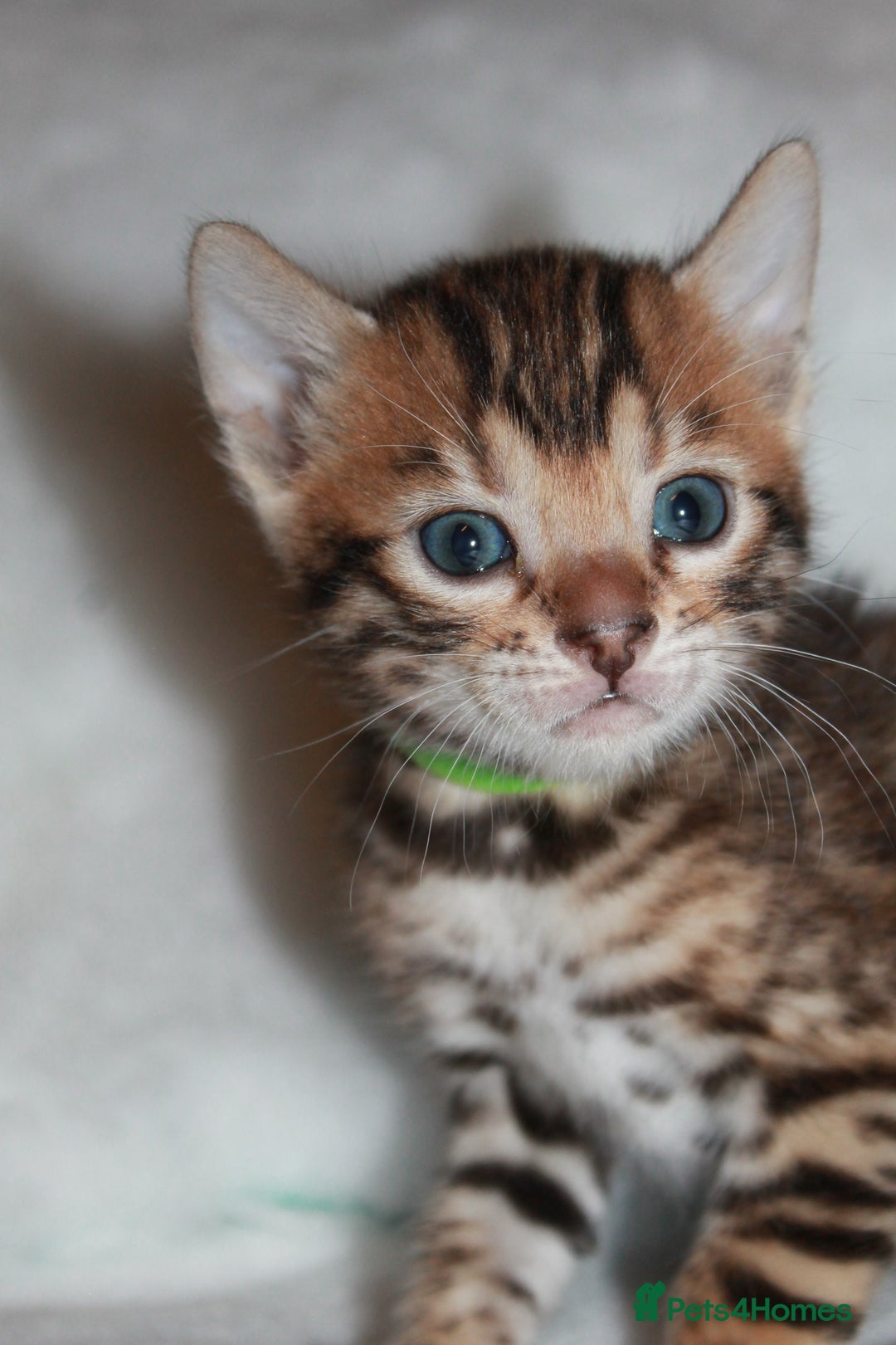 Bengal cats for sale: Gorgeous TICA Bengal Kittens - Ready 15/01/2026 - Advert 17