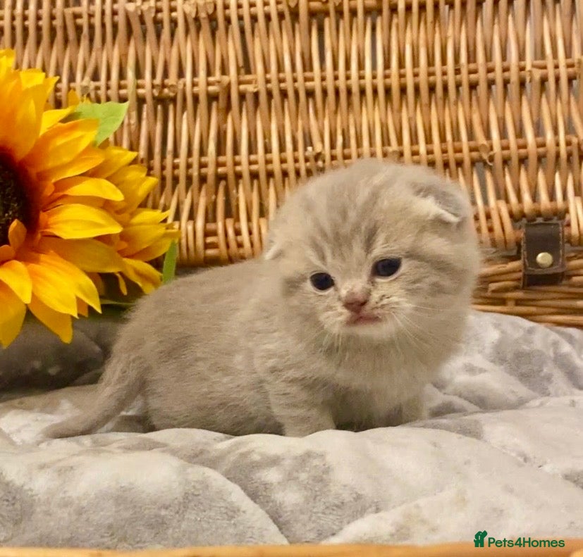 Scottish Fold cats 🧸EXTREMELY RARE CHAMP LINE FAWN SCOTTISH/BSH 😻🧸 - Advert 1