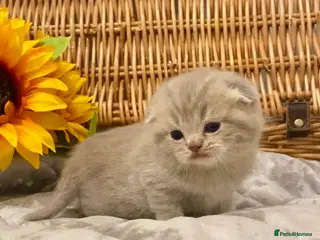 Scottish Fold cats 🧸EXTREMELY RARE CHAMP LINE FAWN SCOTTISH/BSH 😻🧸 - Advert 1