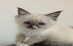 Ragdoll cats for sale: Pedigree Ragdoll Kittens HCM/PKD clear  - Image 1