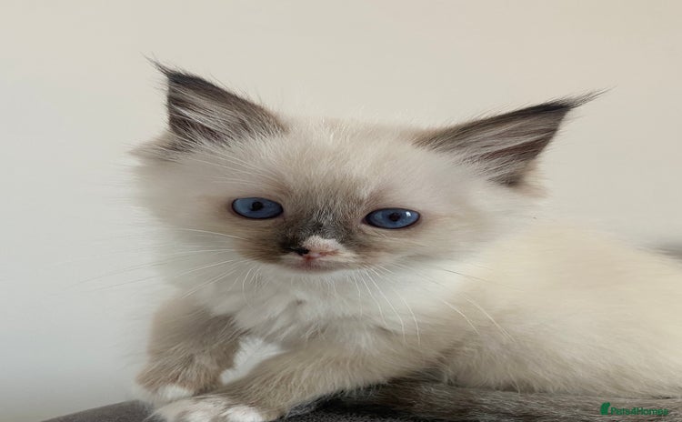 Ragdoll cats - Advert 6