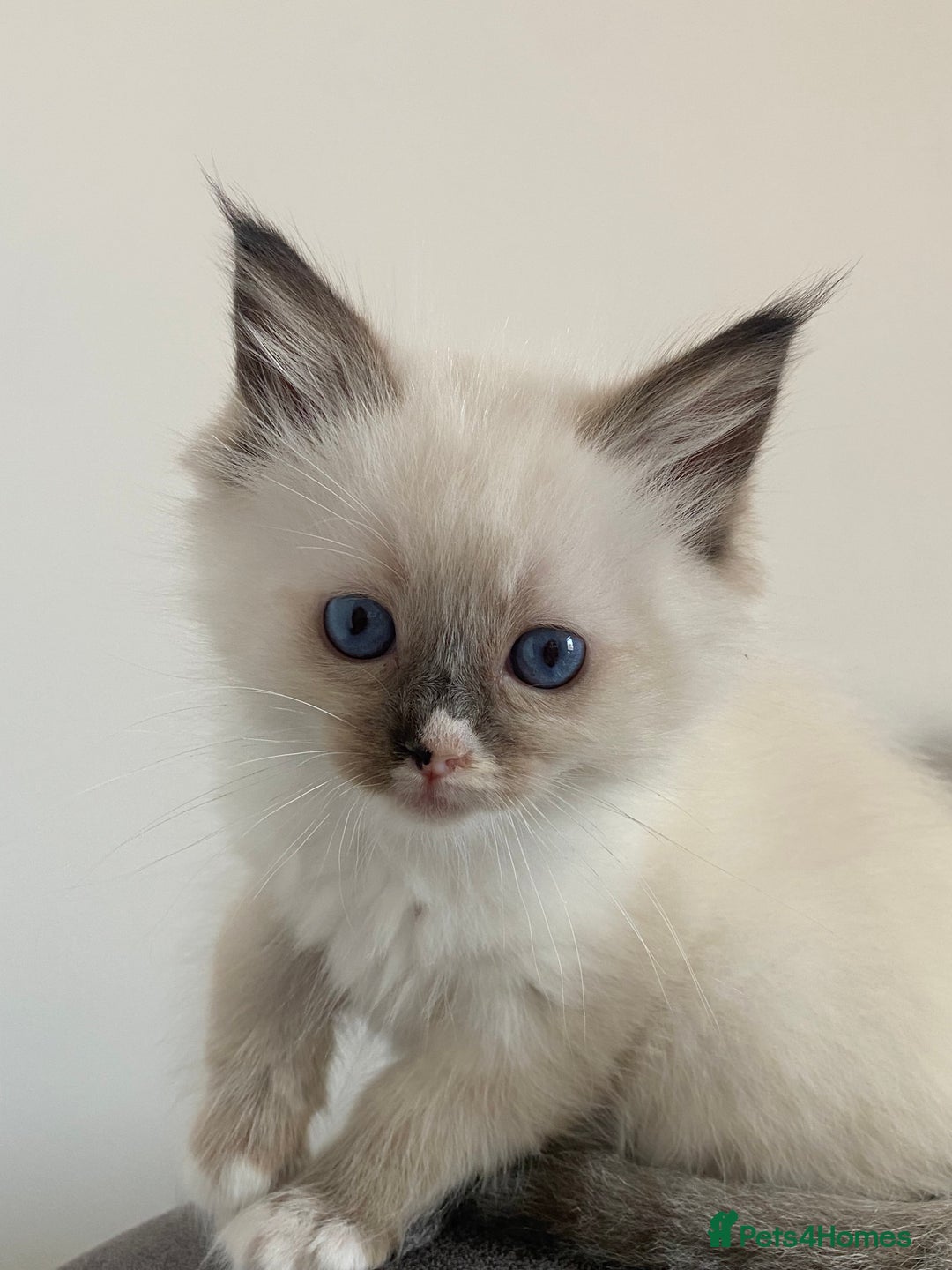 Ragdoll cats for sale: Pedigree Ragdoll Kittens HCM/PKD clear  - Image 1