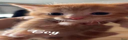 British Shorthair cats for sale: Beautiful mixed kittens  - Advert 8