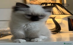 Ragdoll cats for sale: 🎀Beautiful Ragdoll kittens (TICA reg)🎀 - Image 16