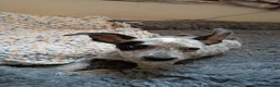Staffordshire Bull Terrier dogs for sale: 2 beautiful Merle Staffies  - Advert 6